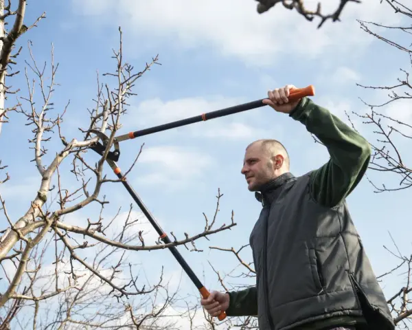 Man beskär bigarråträd med en lång grensax mot en blå himmel.