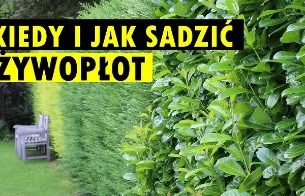 Jak sadzić żywopłot, aby uniknąć błędów i cieszyć się pięknem roślin
