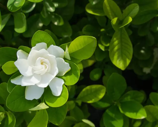 A single white gardenia flower blooms amidst lush green leaves, hinting at its potential gardenia flower benefits for skin.