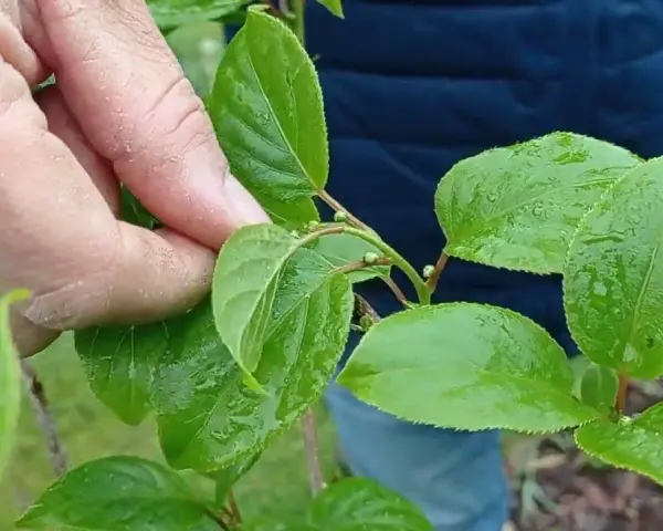 Jaki nawóz do mini kiwi? Odkryj tajniki skutecznego nawożenia
