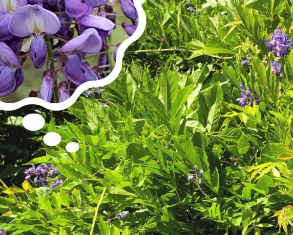 Piękna wisteria kiedy kwitnie, jej fioletowe kwiaty tworzą kaskady na tle zielonych liści.