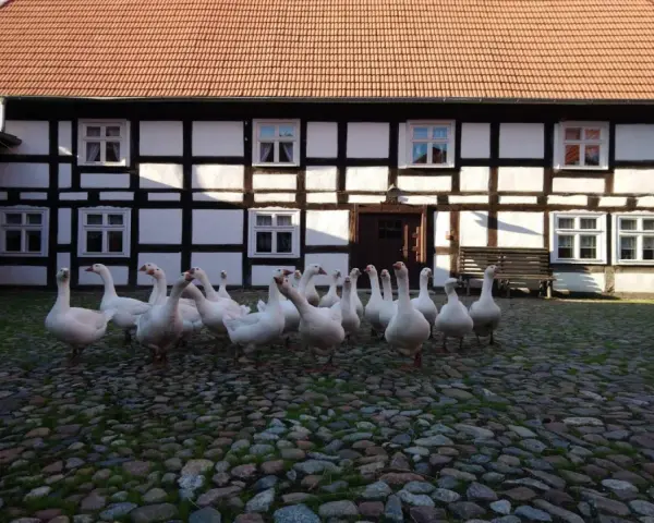 Stado gęsi przed zabytkowym budynkiem Muzeum Kultury Ludowej Pomorza w Swołowie.