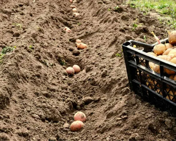 Semina patate in solchi, con una cassetta piena di tuberi pronti per la semina, seguendo i cicli lunari, luna calante o crescente.