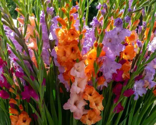 Un vibrante ramo de gladiolos en maceta, con flores en tonos naranja, lila, rosa y fucsia, iluminadas por el sol.