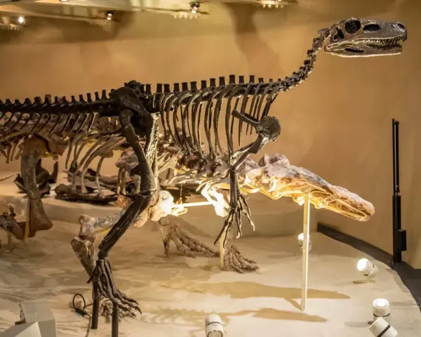 Szkielet dinozaura w muzeum w Londynie. Te prehistoryczne stworzenia budzą zachwyt.