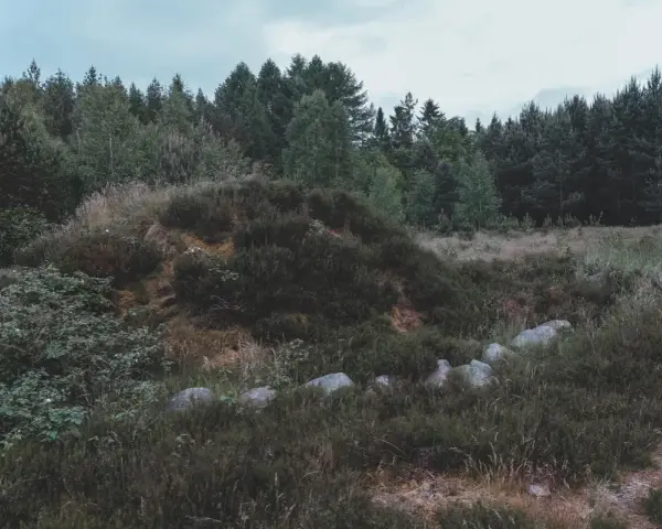 Kamienne kręgi ukryte wśród wrzosowisk i lasu, tworzące tajemniczy krajobraz.
