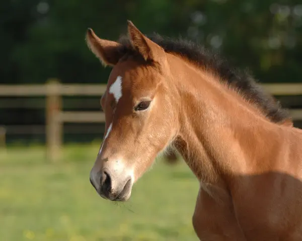 Un poulain brun clair, peut-être atteint de Rhodococcus equi, regarde avec curiosité. Son pelage est doux, sa crinière noire et une étoile blanche orne son front.