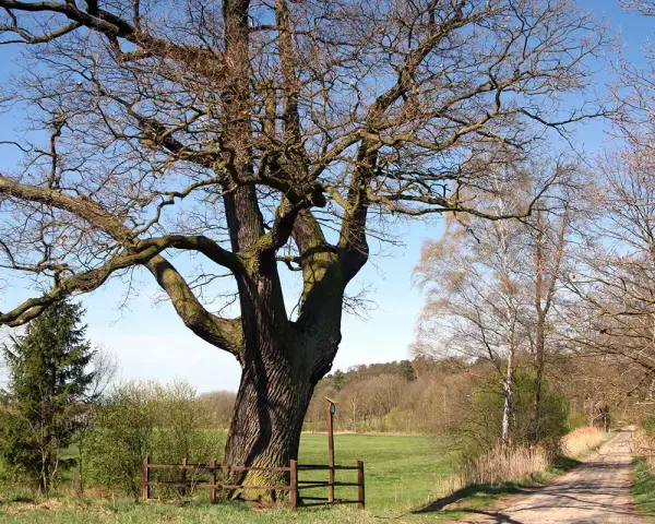 Potężny dąb, pomnik przyrody na prywatnej działce, rozpościera swe konary nad polną drogą.