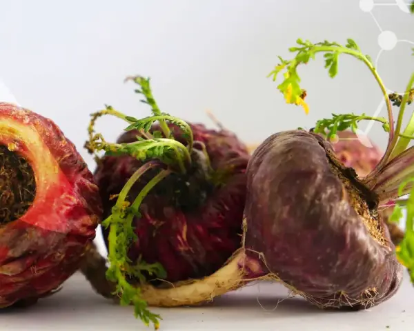 Trois racines de maca, certaines coupées, montrent leurs textures terreuses et leurs jeunes pousses vertes.