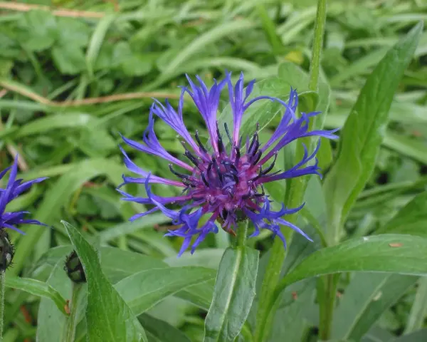 Eine leuchtend blaue Berg-Flockenblume entfaltet ihre zarten Blütenblätter vor einem Hintergrund aus sattgrünem Laub.