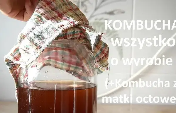 Domowa Kombucha: Hodowla SCOBY i Pierwsza Fermentacja Krok po Kroku