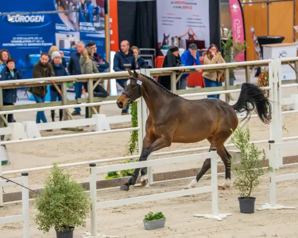 Un magnifique étalon sf, fier et puissant, défile dans une arène sous le regard des spectateurs.