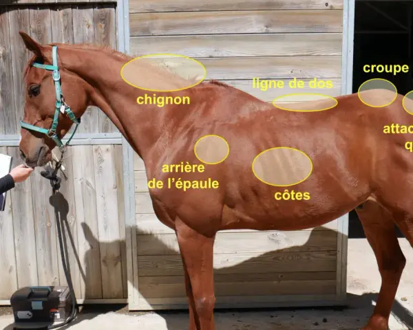 Un cheval bai, marqué par la sueur de cheval, est examiné par une femme. Des zones de son corps sont mises en évidence.