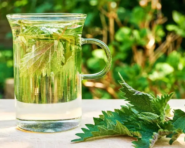 Ein Glas mit Brennnesseltee, daneben frische Brennnesselblätter. Perfekt für eine gesunde Brennnesseltee Kur im Grünen.
