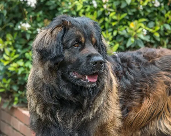 Duży brązowy pies rasy leonberger z gęstą, puszystą sierścią, patrzący w bok na tle zieleni.
