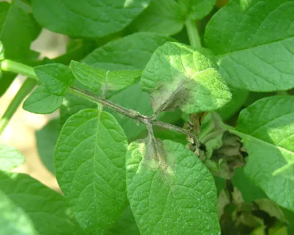 Foglie di patata colpite dalla peronospora, con macchie marroni e necrotiche sui margini e sulle nervature.