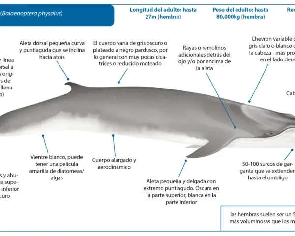 Ilustración detallada de una ballena rorcual común, mostrando sus características anatómicas y datos sobre su tamaño y peso.