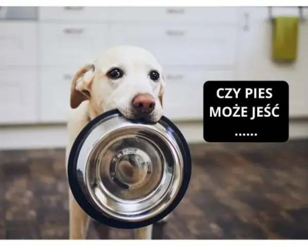 Myślę, że "Mięso z rosołu dla psa? Sprawdź, zanim podasz! Bezpieczeństwo i ryzyko" będzie idealne.
