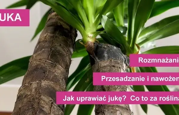 Jaki nawóz do juki domowej, aby uniknąć błędów w pielęgnacji?