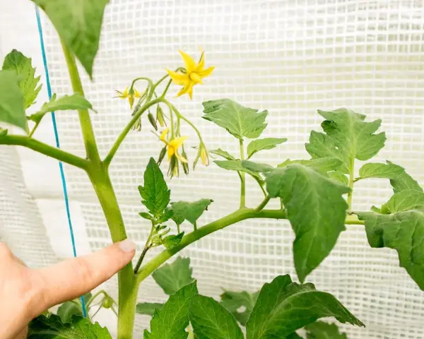 Finger zeigt auf einen Triebansatz an einer Tomatenpflanze, der zum Ausgeizen bereit ist. Gelbe Blüten sind sichtbar.
