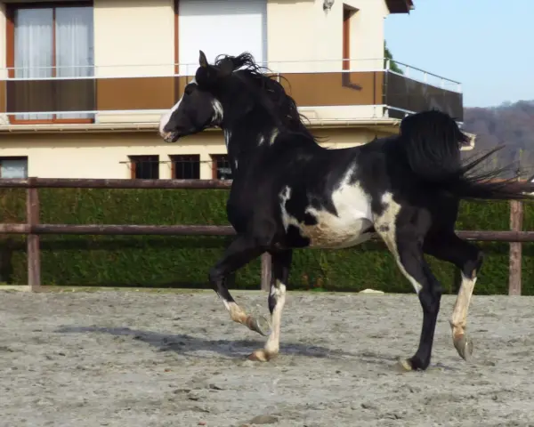 Un magnifique étalon pur sang arabe, noir et blanc, galope dans une carrière. Sa crinière flotte au vent, témoignant de sa puissance et de sa grâce.