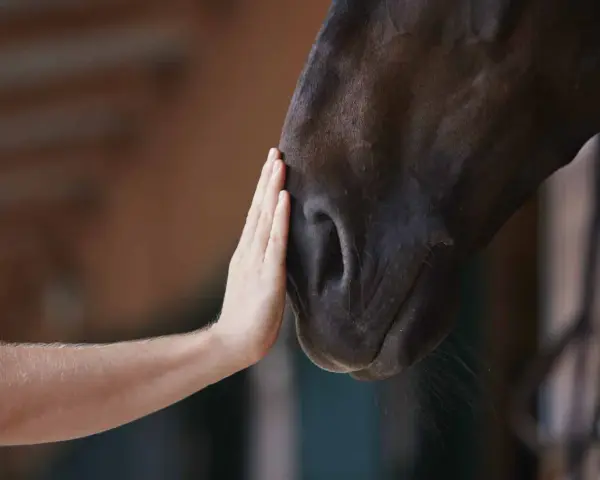 Une main caresse le museau d'un cheval. Une connexion douce, qui nous rappelle pourquoi les chevaux ne peuvent pas vomir.