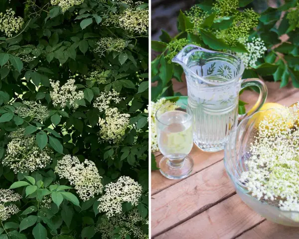 Fläderträd i full blom. Bredvid en karaff med fläderblomsaft, ett glas och en skål med fläderblommor och citroner.