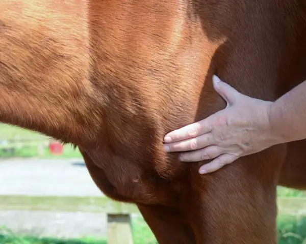 Main d'un vétérinaire palpant un lipome sous la peau d'un cheval bai.