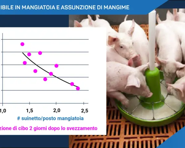 Suinetti affamati si accalcano attorno a un mangiatoio, mentre un grafico mostra l'assunzione di cibo per maiale.