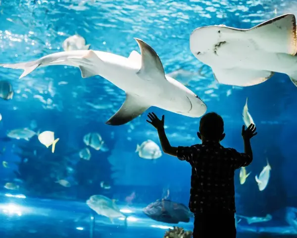 Chłopiec z zachwytem patrzy na rekiny i płaszczki w oceanarium w Walencji.
