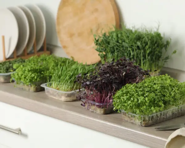 Frische Ernte: Verschiedene Sorten Microgreens anbauen, von zartgrün bis dunkelrot, bereit für die Küche.
