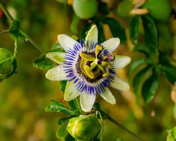 Passiflora in fiore, con gocce di pioggia sui petali bianchi e blu. Le sue proprietà sono note per il benessere.