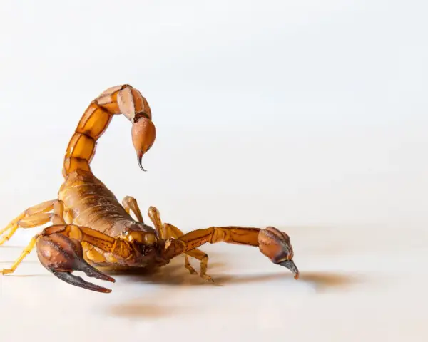 Un escorpión marrón con su cola curvada sobre su espalda, listo para cazar. Los escorpiones comen insectos y otros arácnidos.