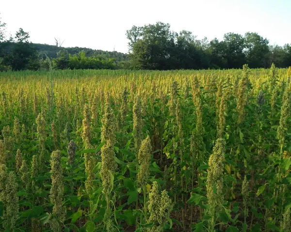 Campo rigoglioso di quinoa pianta, con spighe dorate che ondeggiano al sole. Alberi sullo sfondo creano un contrasto verde.