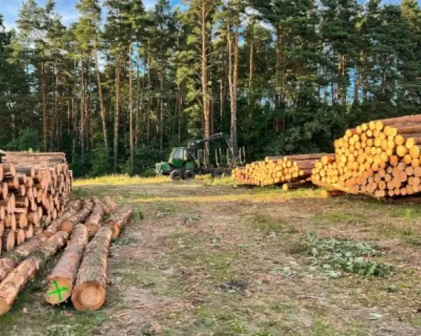 Wycinka drzew jaki VAT – uniknij niepotrzebnych kosztów i błędów