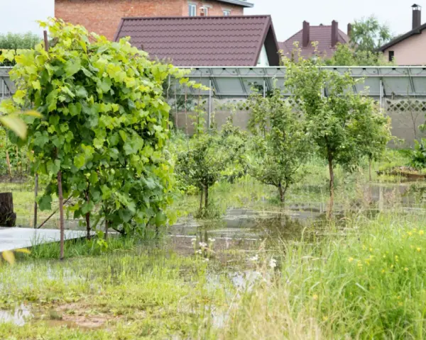 Woda na działce po deszczu, zalane trawniki i młode drzewka. W tle domy i szklarnia.