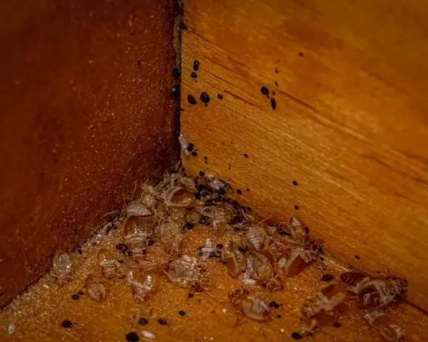 Esquina de madera con restos de mudas de chinches y sus pequeñas cagadas negras.