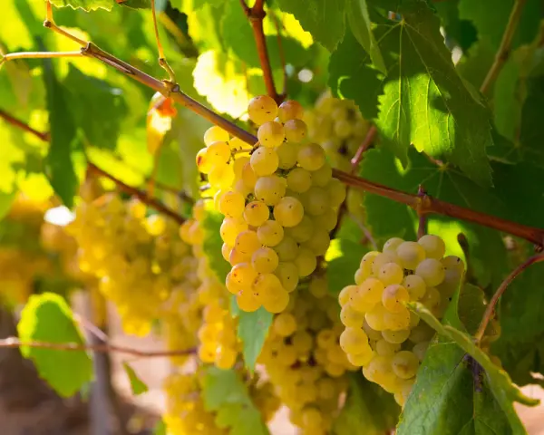Grappes de gros manseng dorées, mûres et juteuses, baignées de soleil sur la vigne.