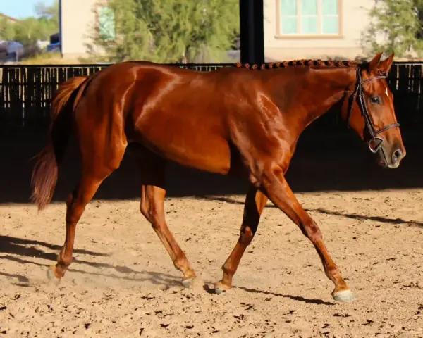 Magnifique cheval bai en mouvement dans une carrière, prêt pour un prix cheval CSO 5 étoiles.