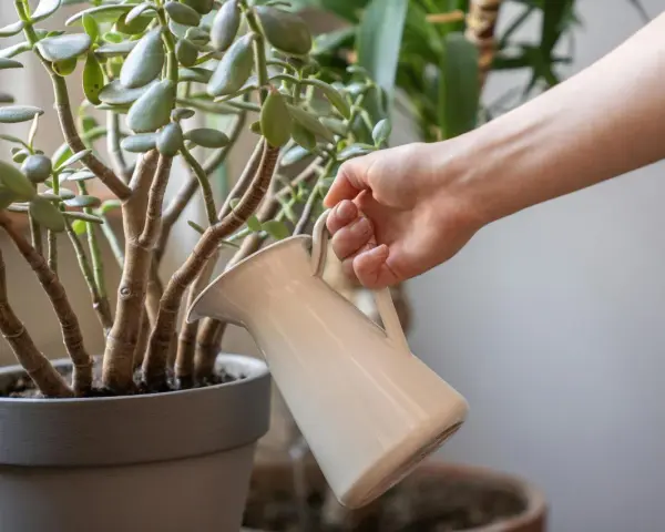 Mano regando un árbol de jade, cuidando sus hojas carnosas. El riego adecuado es clave para los cuidados del árbol de jade.
