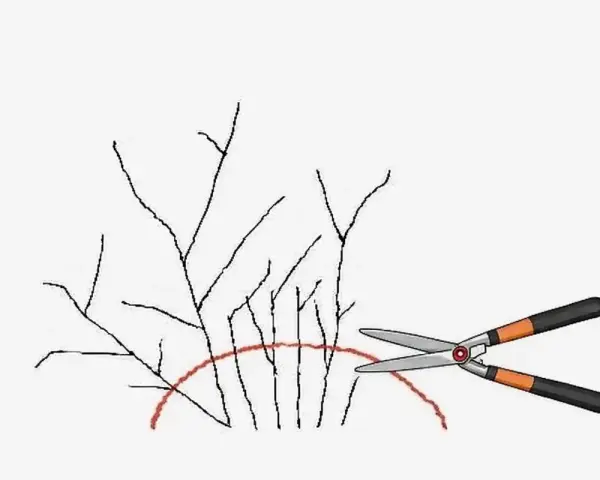 Ilustracja pokazuje, jak wykonać cięcie tawuły japońskiej. Nożyce ogrodnicze są gotowe do przycięcia gałązek poniżej czerwonej linii.