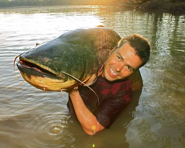 Ein Mann hält stolz einen riesigen Wels im Wasser. Ein erfolgreicher Tag beim Angeln auf Wels!
