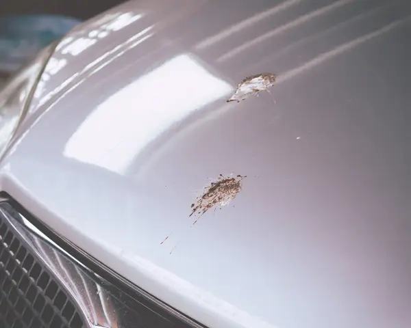 Bird droppings mar the shiny hood of a car, showing how to clean bird poop off car.
