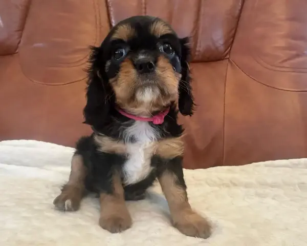Uroczy szczeniak cavalier king charles spaniel w różowej obroży. Sprawdź cavalier king charles spaniel cena i znajdź swojego wymarzonego pupila!