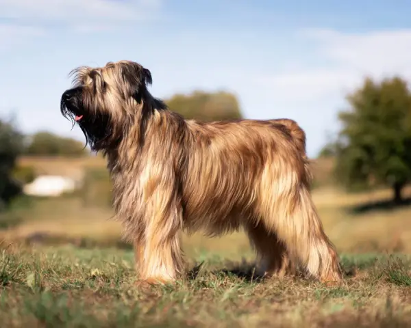 Piękny briard z długą, falującą sierścią stoi na trawie, w tle drzewa i błękitne niebo.
