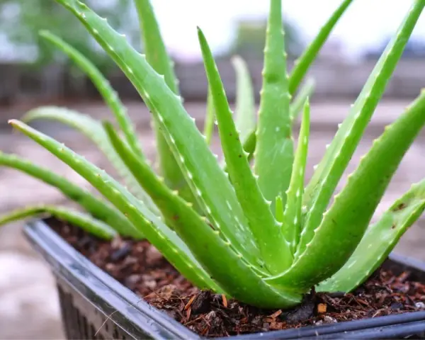 Zielony, soczysty aloes leczniczy w czarnej doniczce. Jego grube liście z ząbkowanymi brzegami tworzą gęstą rozetę.