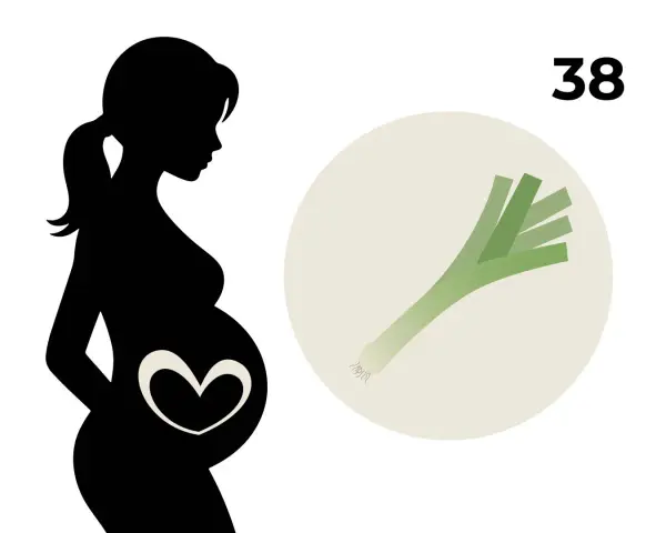 Silhouetten einer schwangeren Frau mit einem Herzsymbol auf dem Bauch, daneben eine Lauchstange und die Zahl 38. 38. SSW.
