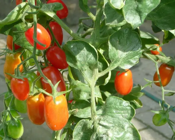 Pomodori ciliegino maturi e verdi su un ramo. L'olio di neem protegge le piante da parassiti, garantendo frutti sani.