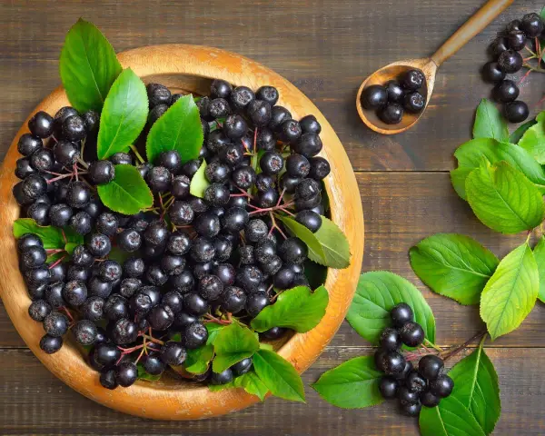 Frische Aroniabeeren in einer Holzschale und auf einem Löffel, bereit zum Verarbeiten.