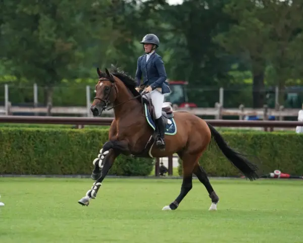 Cavalier et cheval brun en plein saut, con quidam rb.